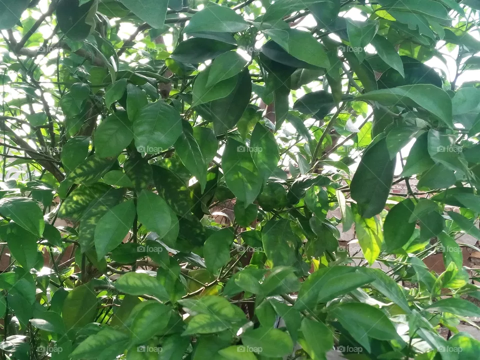 green plants