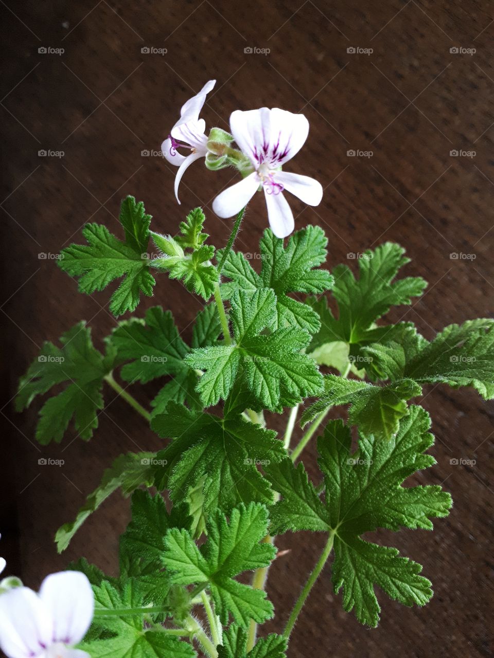 Scented geranium with tiny flowers