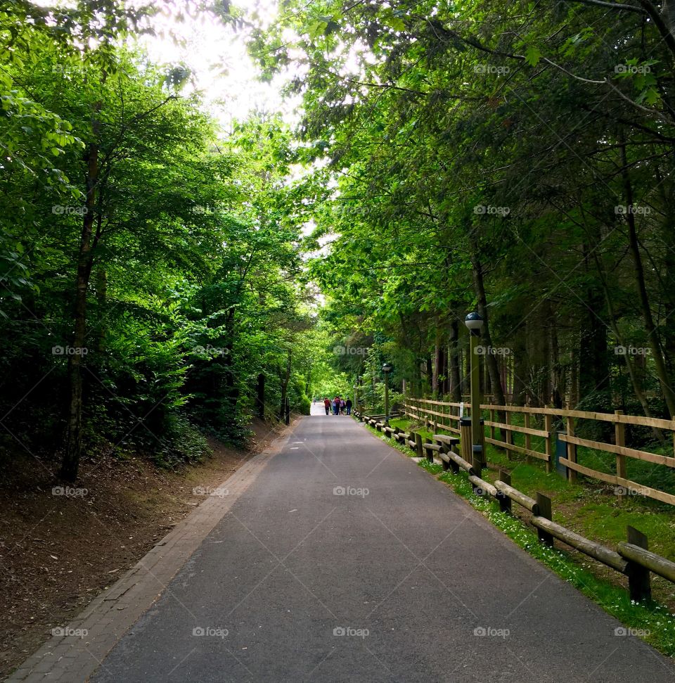 Forest path through the trees