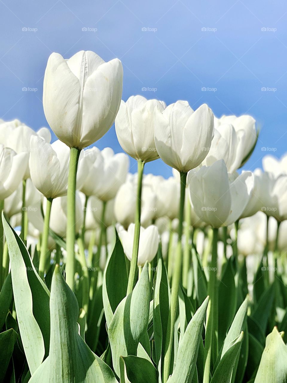 White tulips
