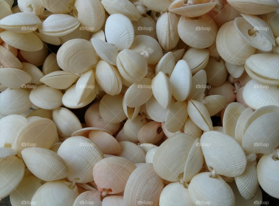 Full frame of seashells