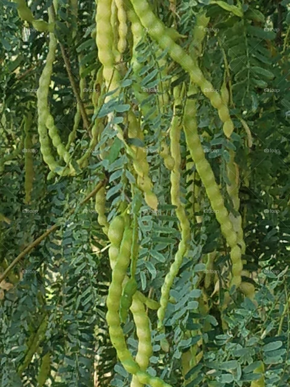 tree pods