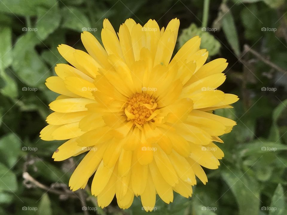 Bright Yellow Daisy 