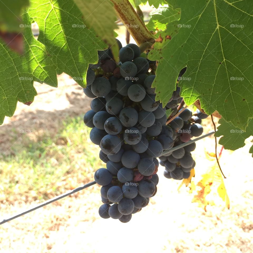 Wine Grapes