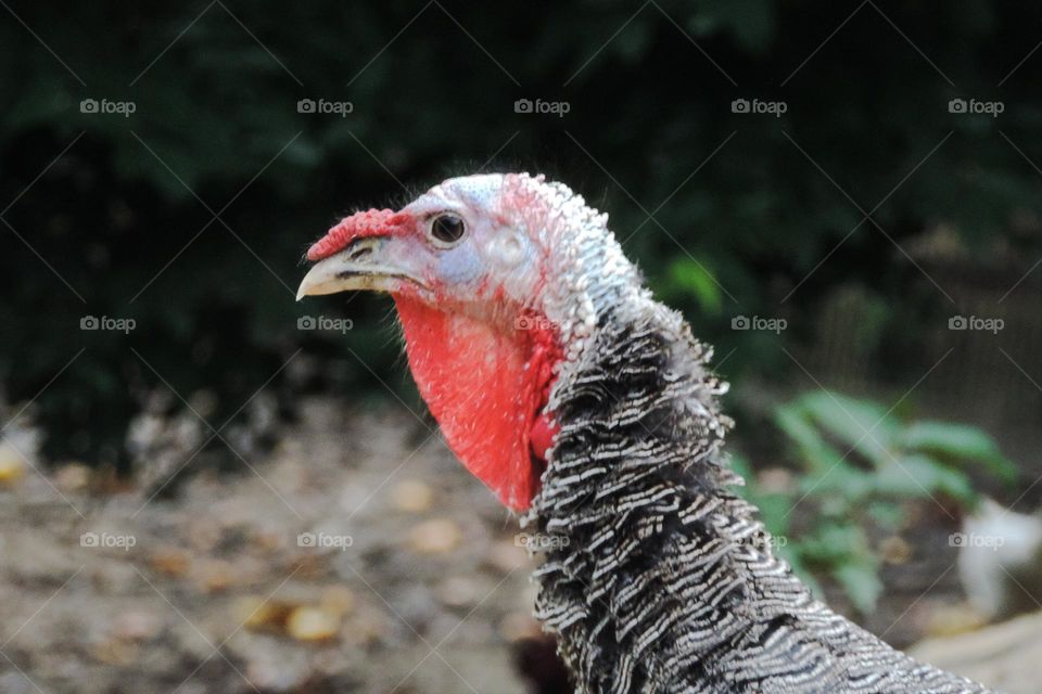 The fascinating and different bird