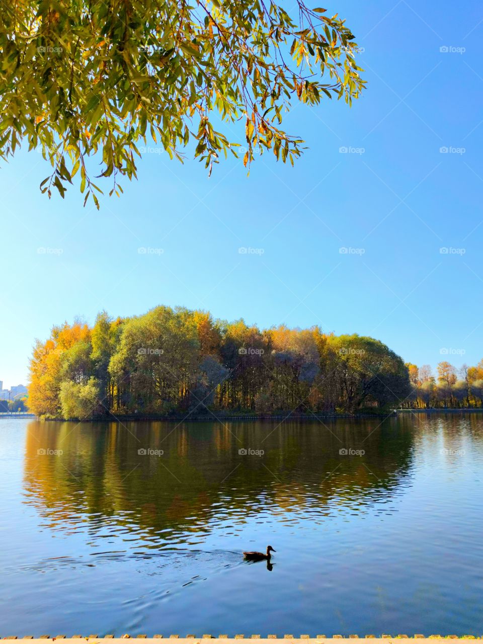 Autumn in the park.  River.  Blue sky.  Duck on the river.  An island of colorful autumn trees