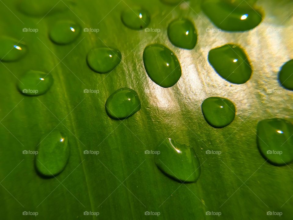Water drops on a green leaf. green background. Shallow depth of field.