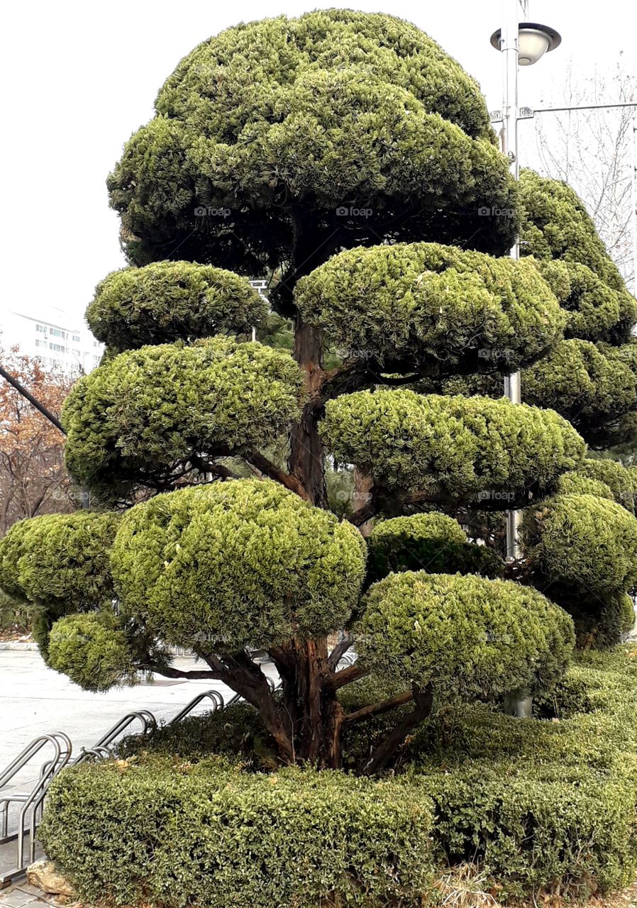Tree near the church