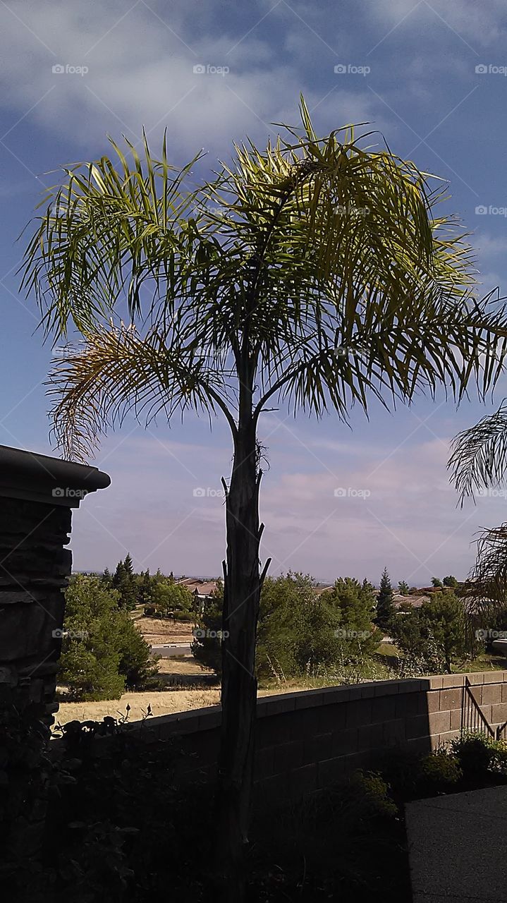 Palm tree. Working in the backyard