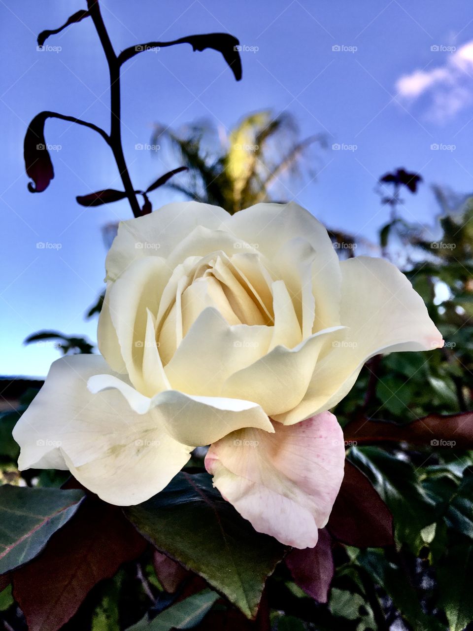 🇺🇸 Very beautiful flowers to brighten our day.  Live nature and its beauty. Did you like the delicate petals? / 🇧🇷 Flores muito bonitas para alegrar nosso dia. Viva a natureza e sua beleza. Gostaram das pétalas delicadas?