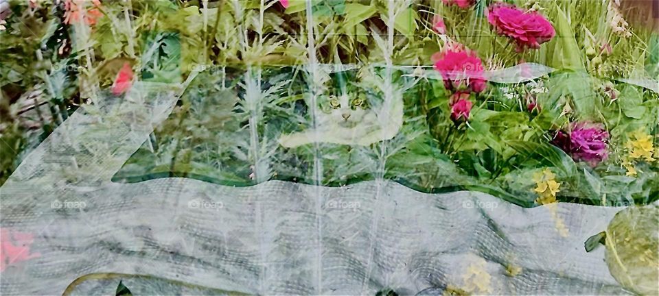 „Roukey“ and „Linda“, two cats are lounging on the bed while through the glass window roses and other flowers from the garden can be seen. They create a beautiful semi transparent overlay on the image. 2023. Hypnotic Productions