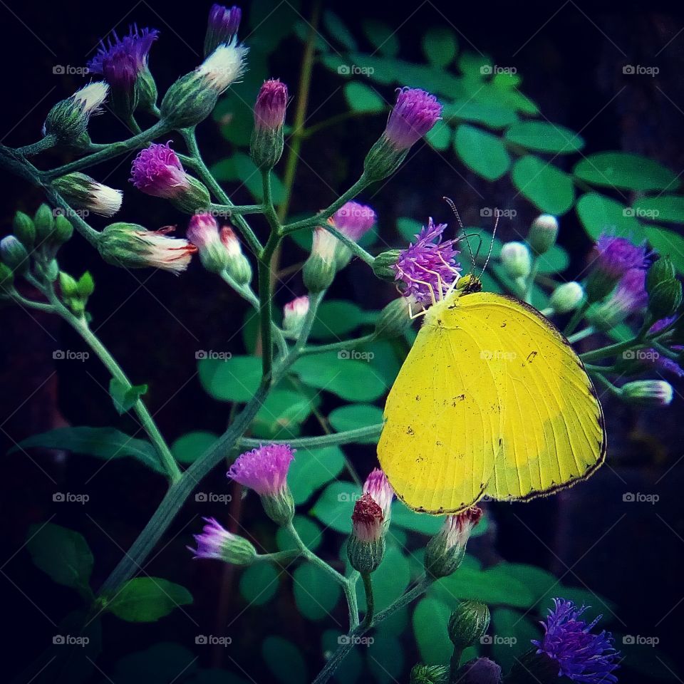Beautiful butterfly, yellow color