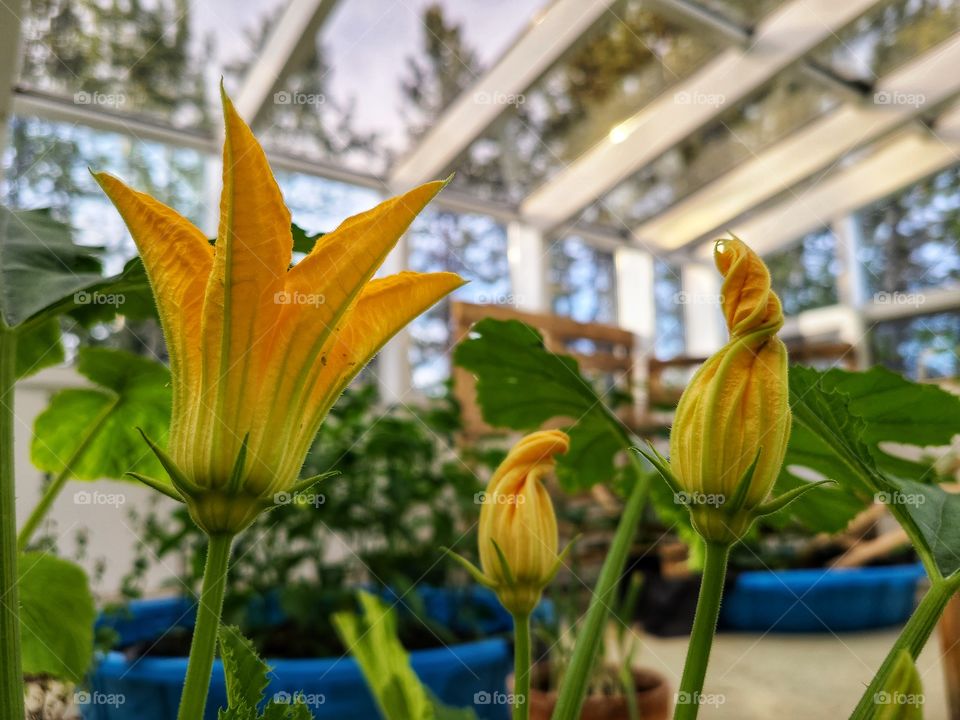 Zucchini flowers bright yellow and blooming in the greenhouse