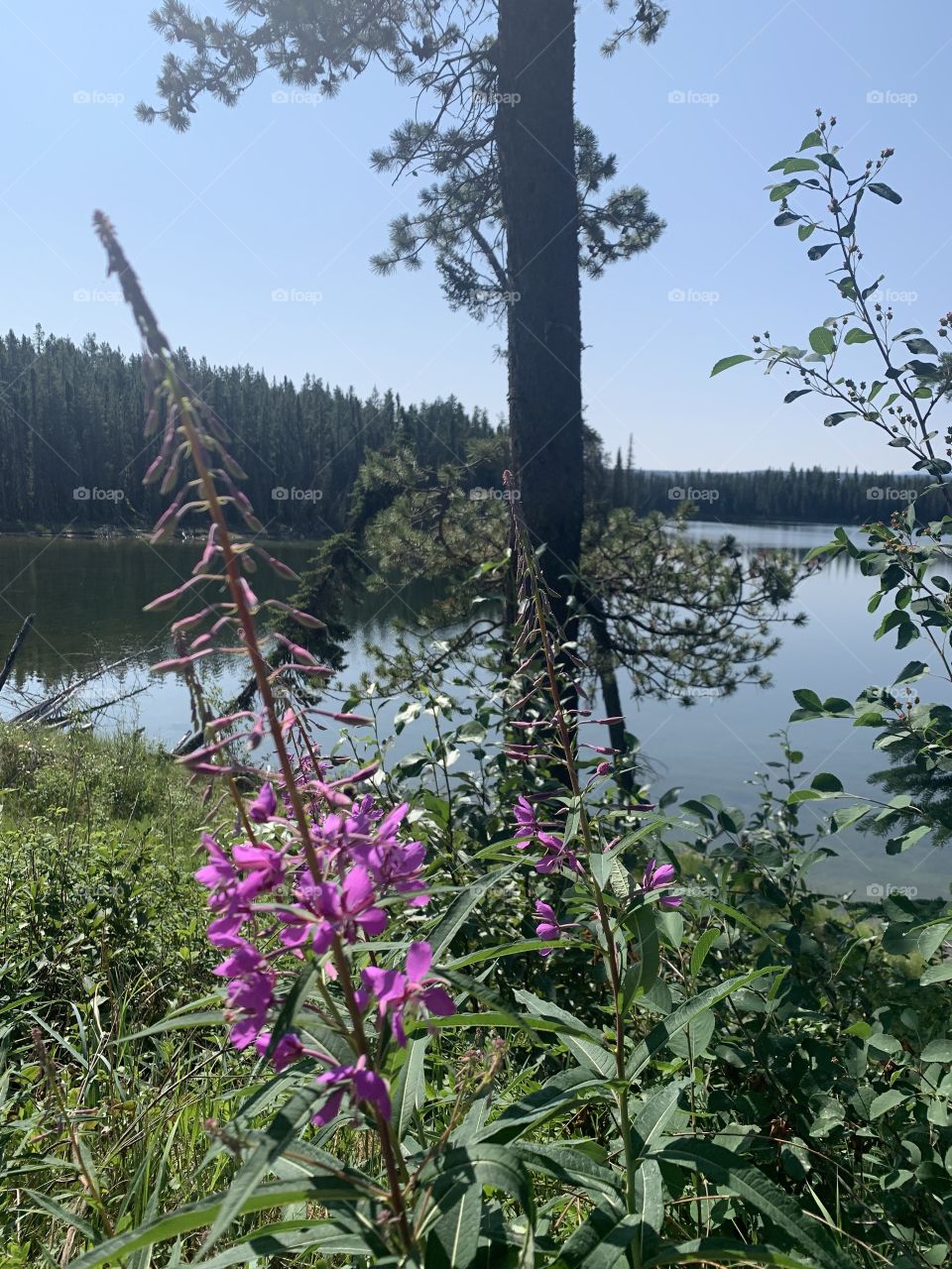 Pink flowers by the water 