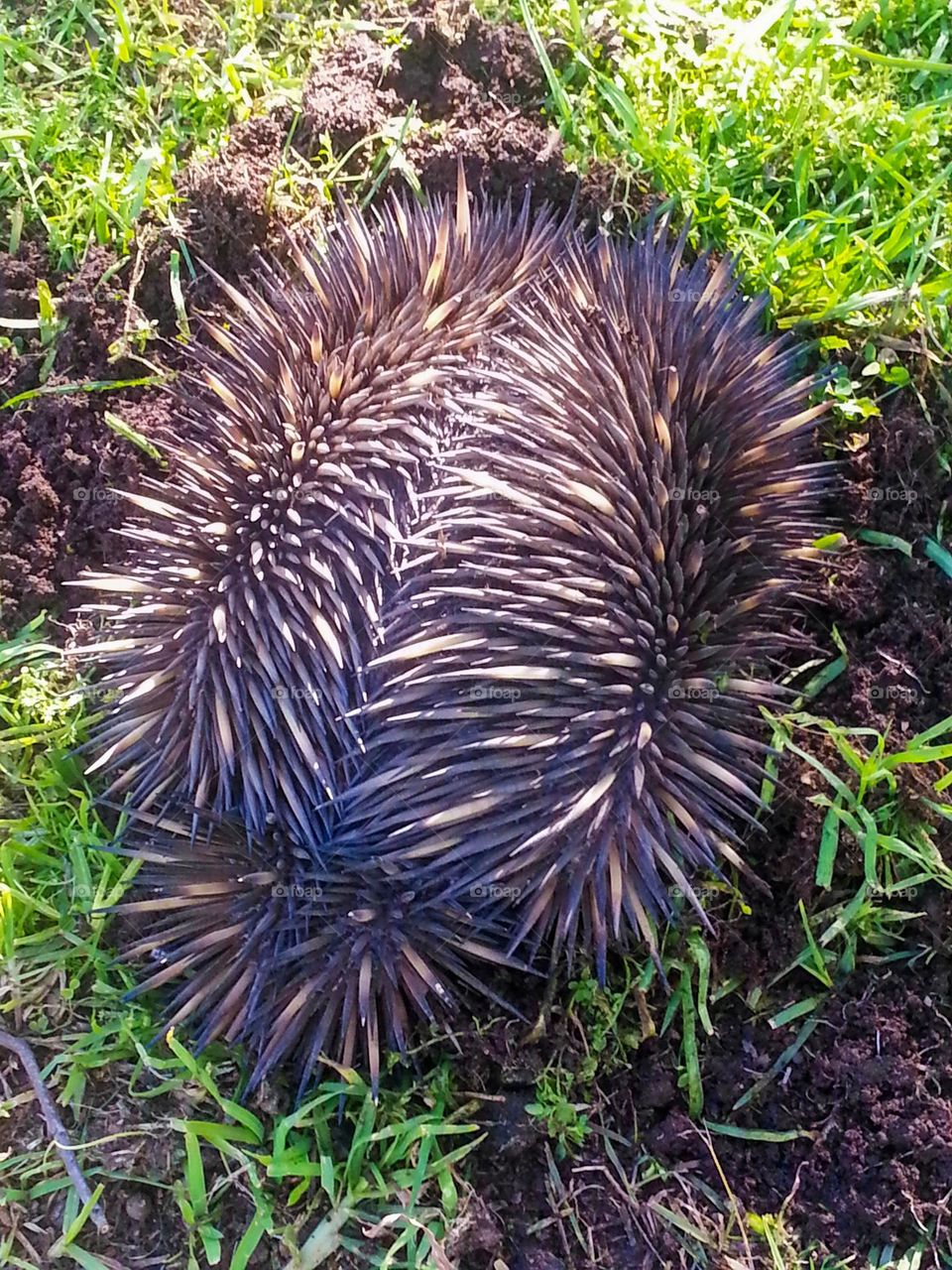 short-beaked echidna photograph taken in Tooraweenah NSW Australia.