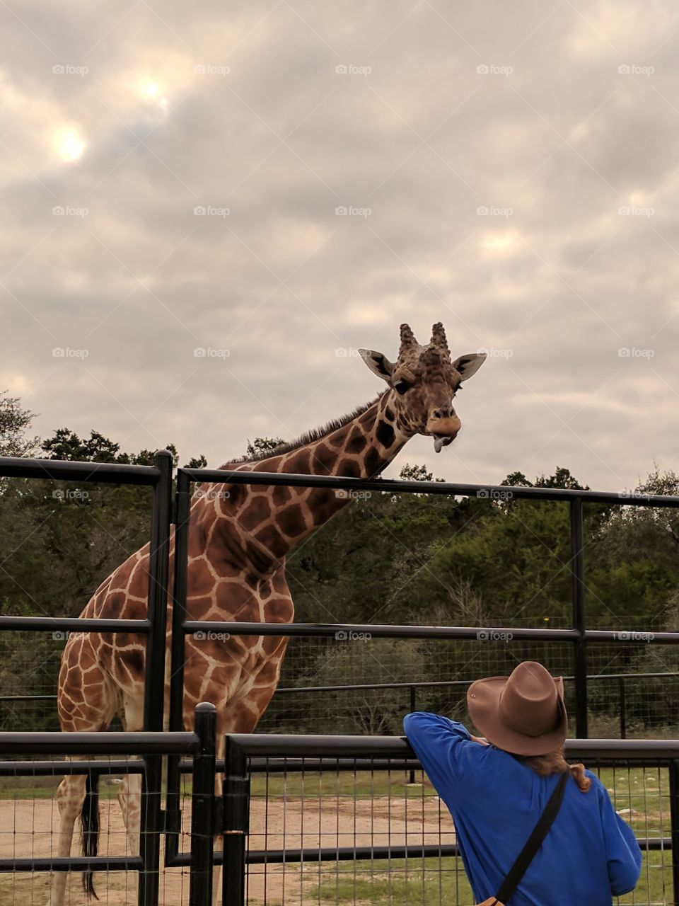 Giraffe whisperer