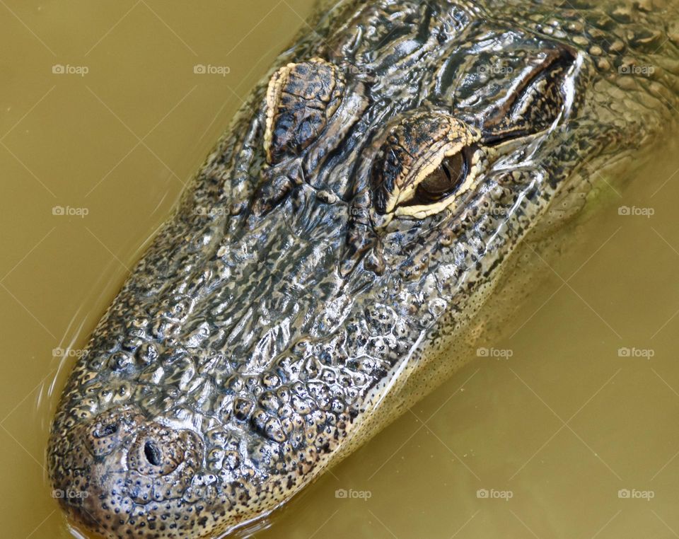 Alligator in water closeup 