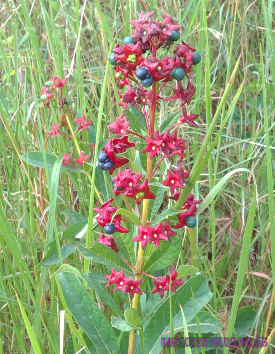 This is a very beautiful flowers and your frout she is forest niyar the river.
