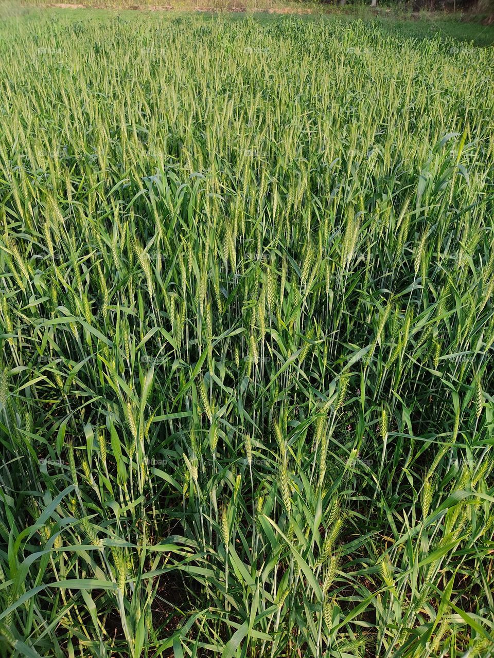 beautiful wheat fields.