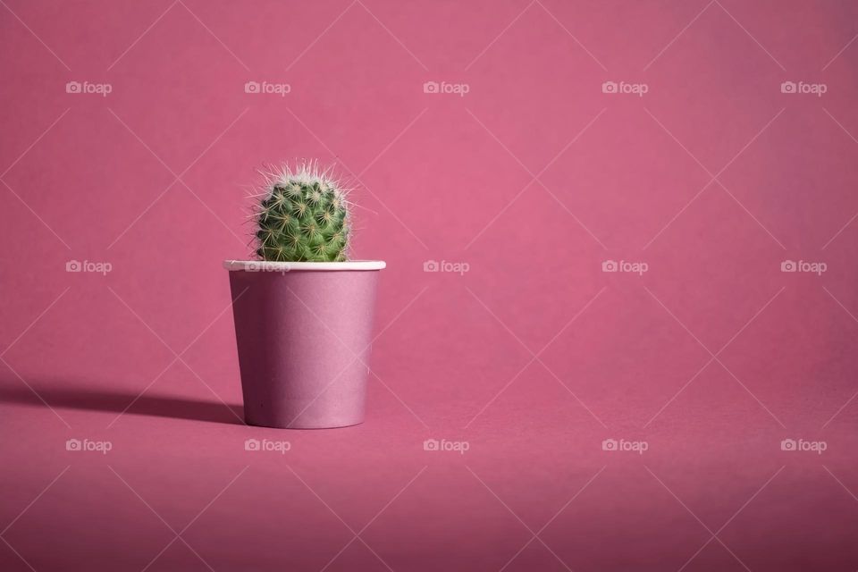 Cactus in magenta pot on magenta background