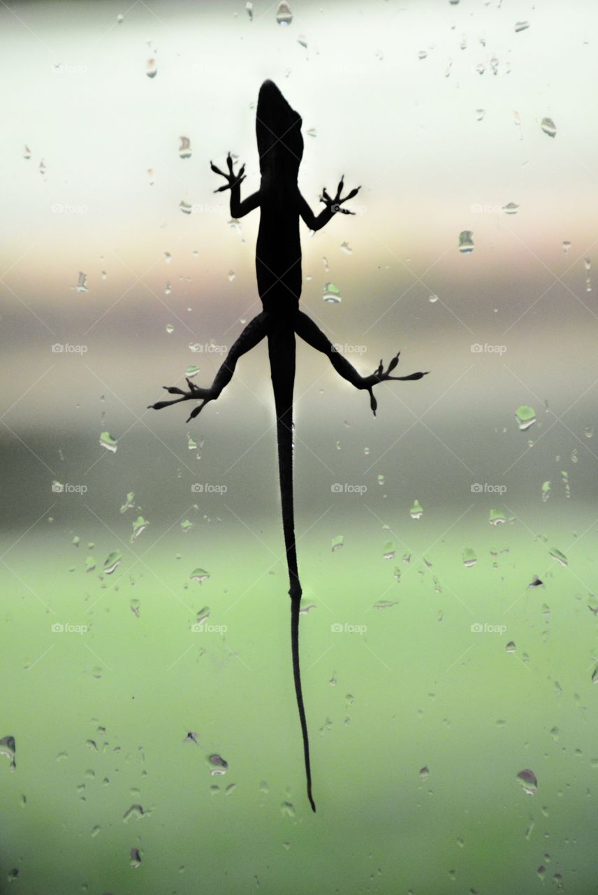 Lizard on window