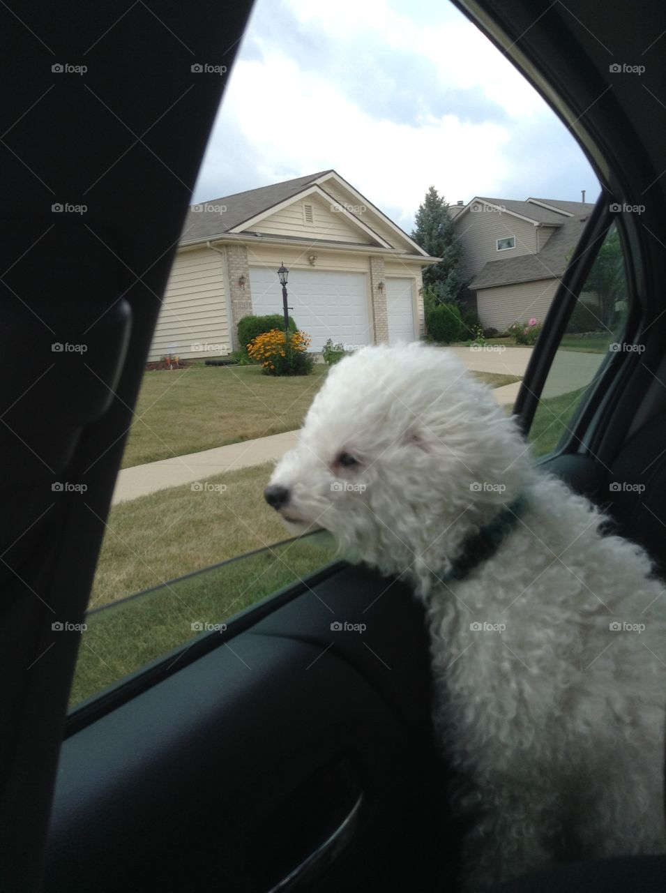 Bichon Maltese riding in the car with head out of the window