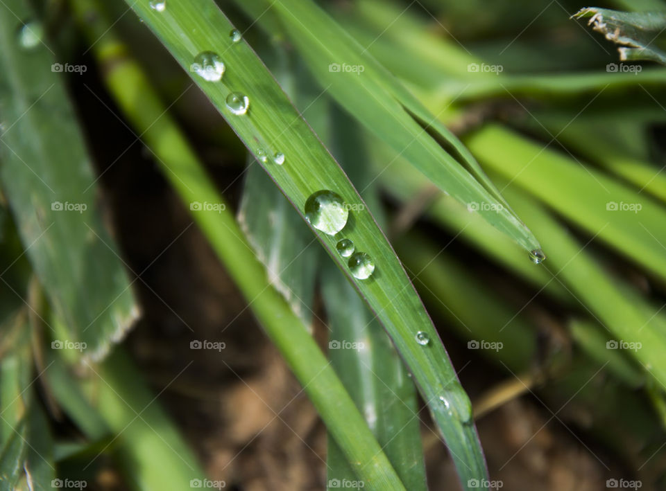 waterdrops on leaves