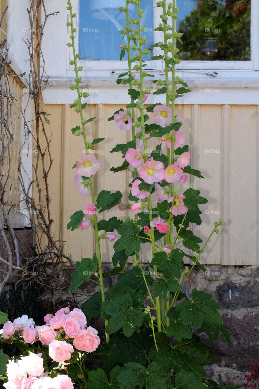 Alcea Rocea