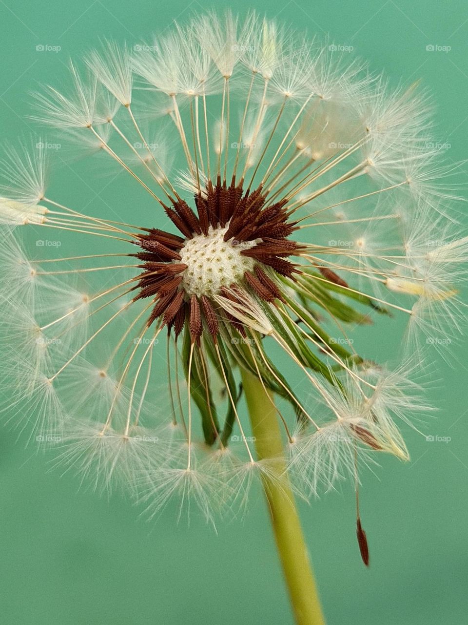 close up of dandelion seeds, most of them blown away already