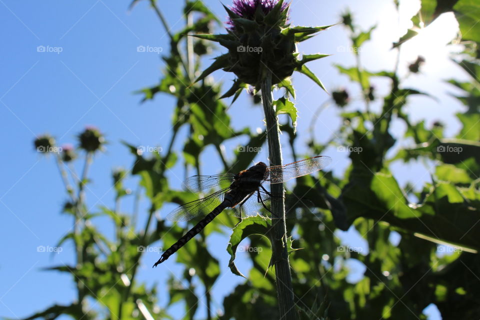 dragonfly flowers