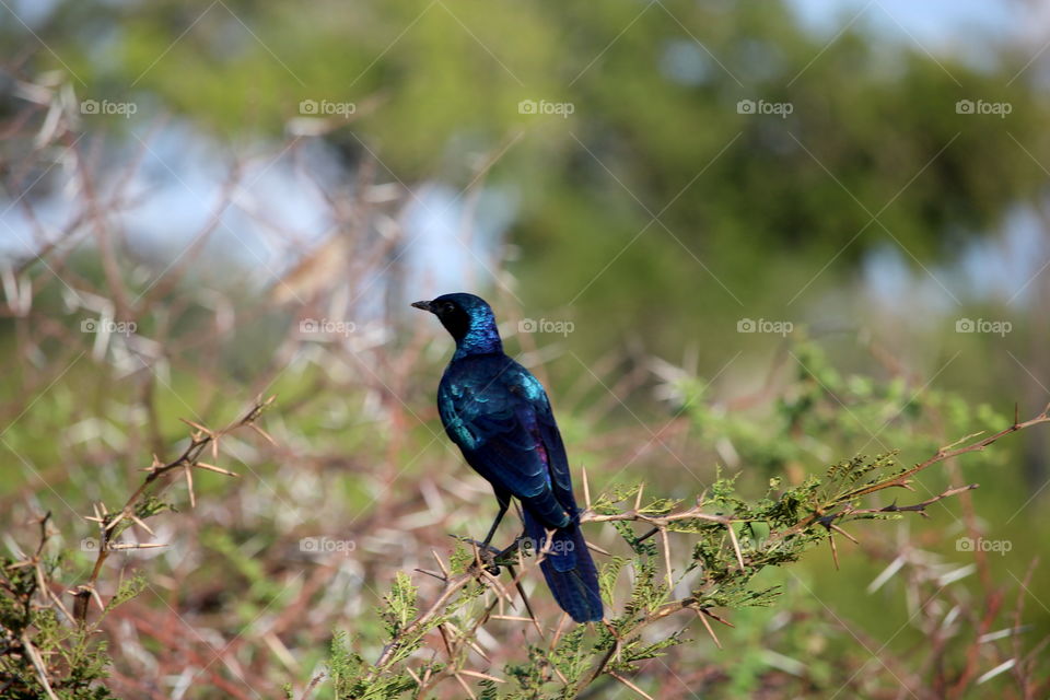 Blue bird . Chirp of the morning 