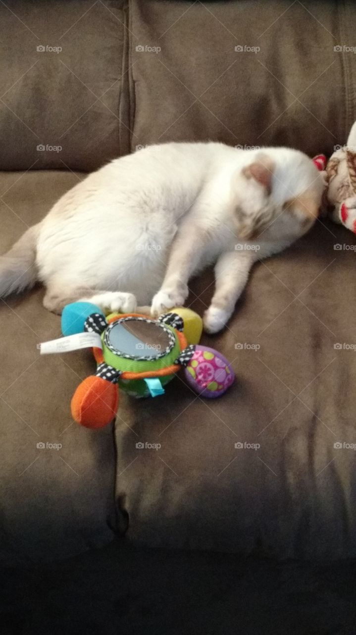 Cat playing with baby toy