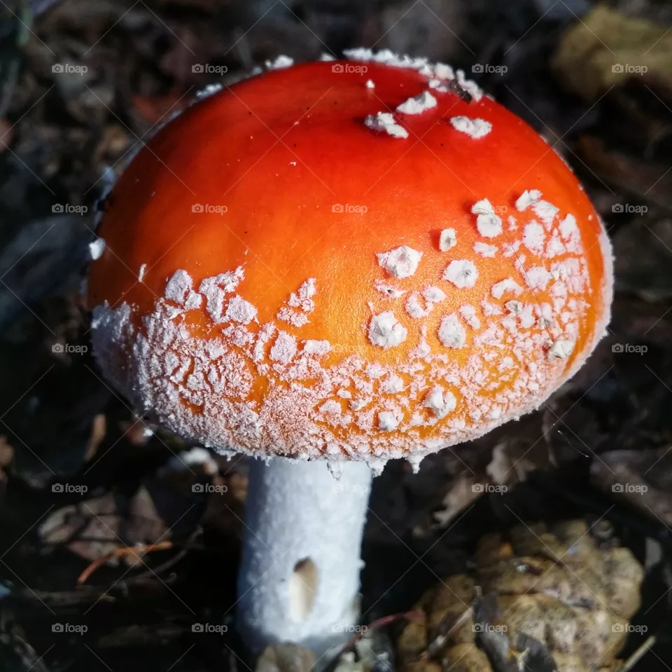 Autumn...