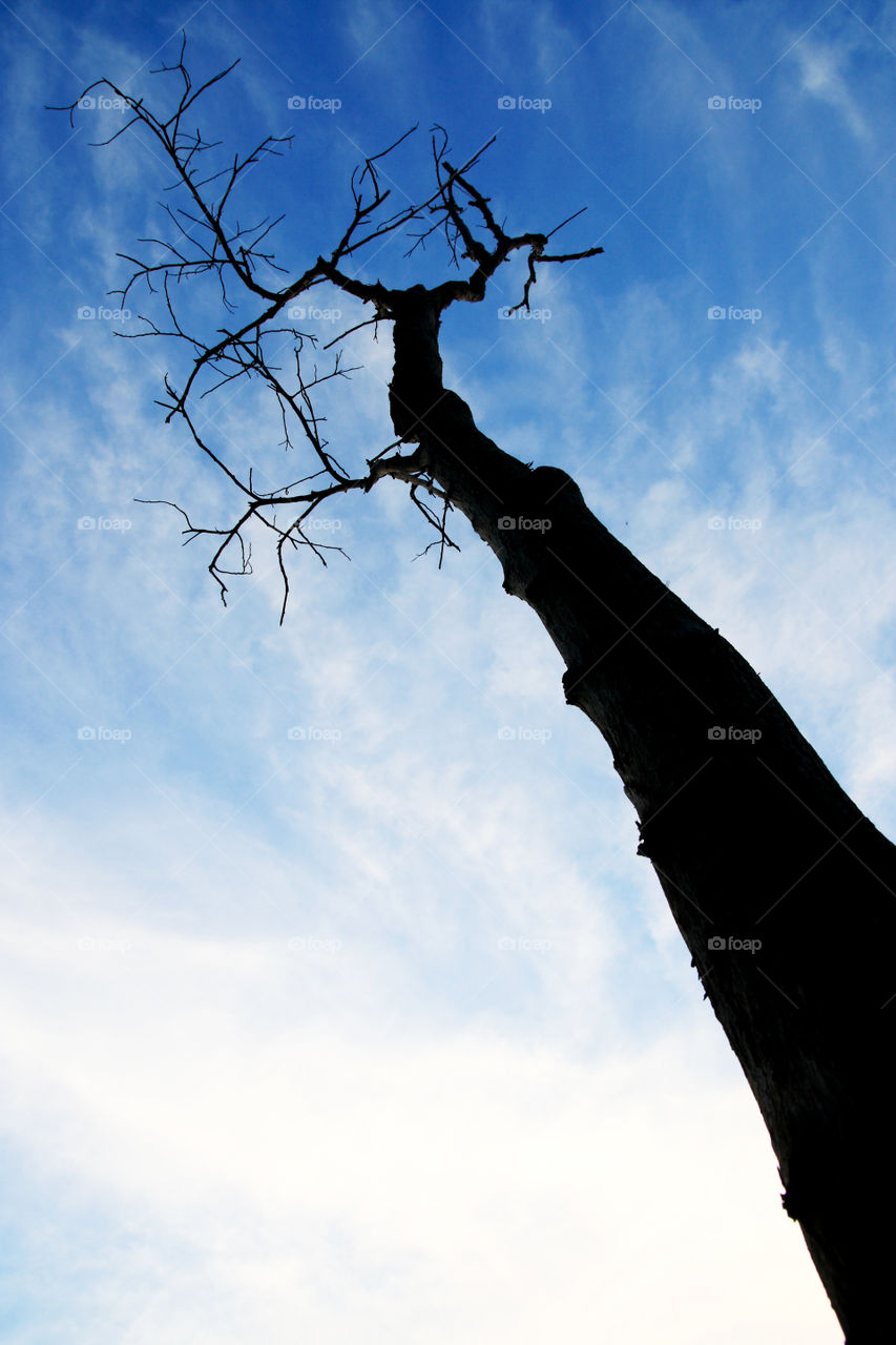 dead tree. dead tree and blue sky on background