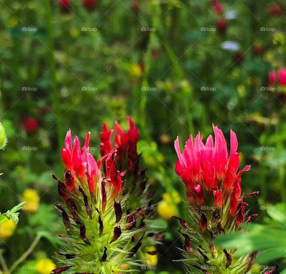 Flowers sprouts 