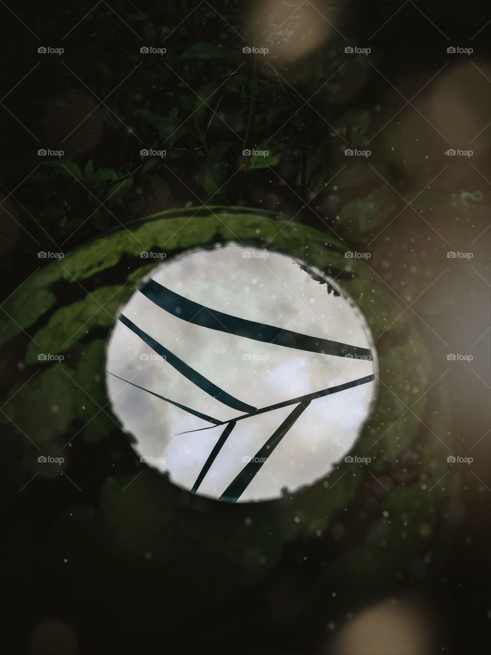 The reflection of the mirror in the forest