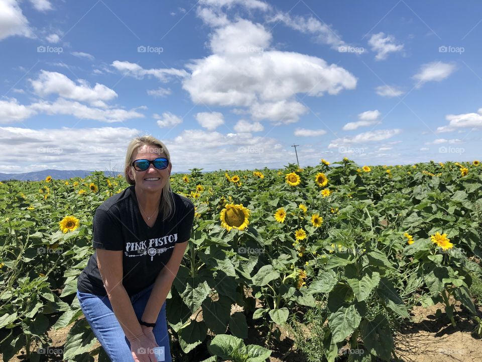 Sea of sunflowers