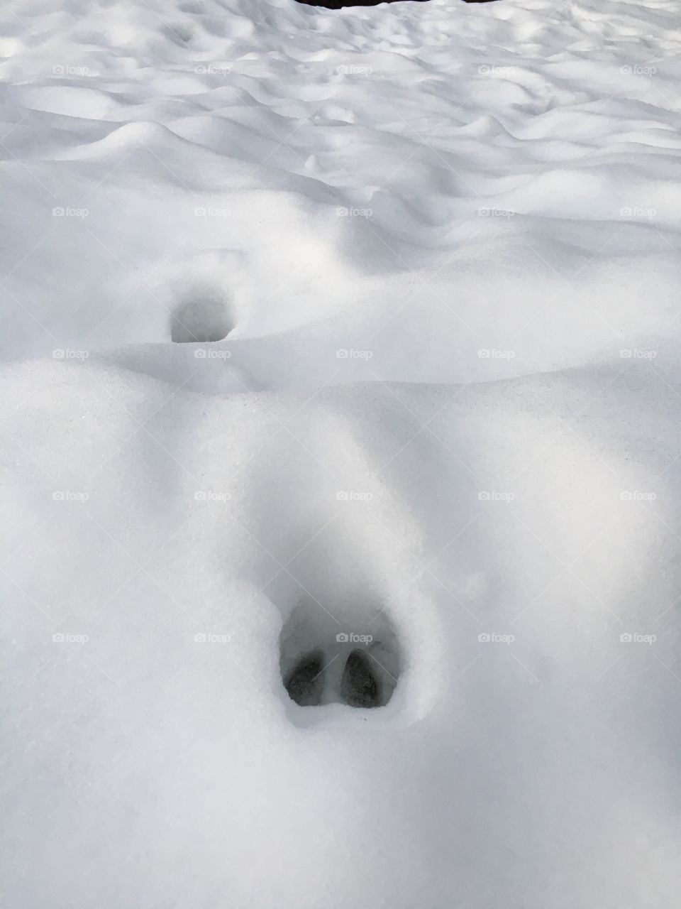 Deer track in the snow.