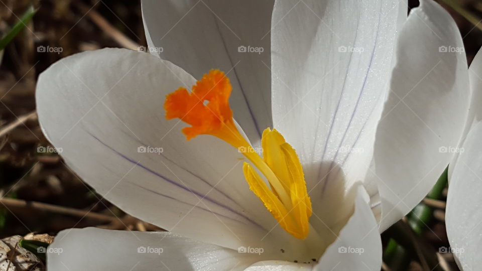 Crocus saffron