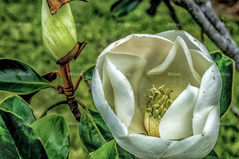 Magnolia Blossom