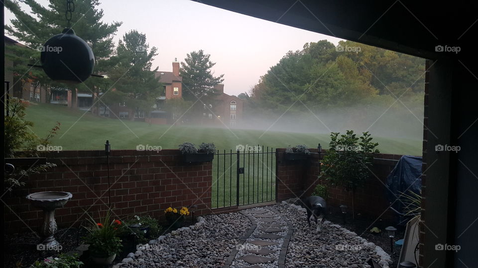 Foggy Backyard