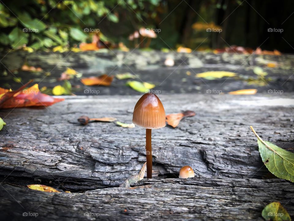 Mushroom 