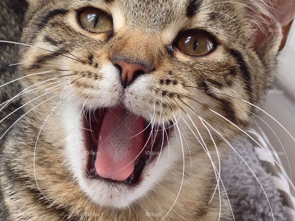 Cat with open mouth close up