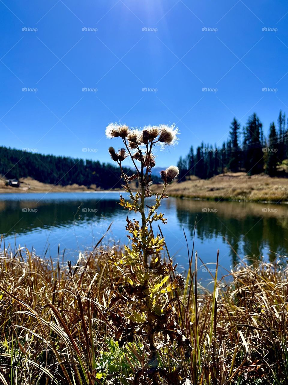 A lone thistle in front of a beautiful lake in Colorado with reflection of surrounding trees 