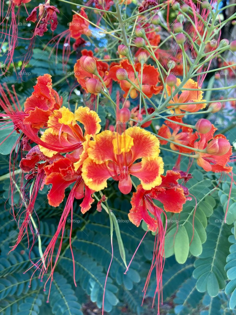 🌹 🇺🇸 Very beautiful flowers to brighten our day.  Live nature and its beauty. Did you like the delicate petals? / 🇧🇷 Flores muito bonitas para alegrar nosso dia. Viva a natureza e sua beleza. Gostaram das pétalas delicadas? 