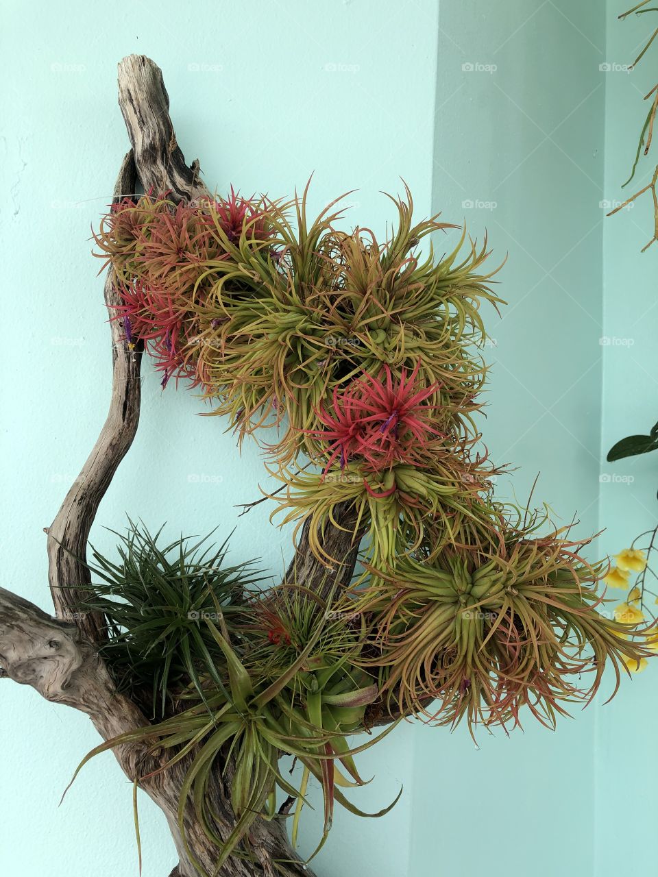 Air plants