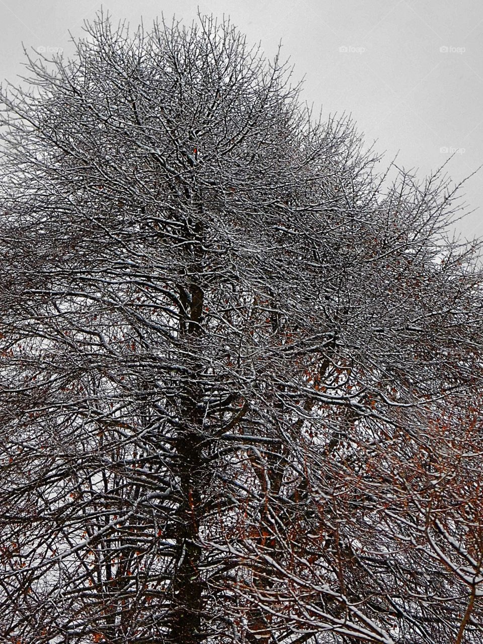 Frosted Branches in and Upward View
