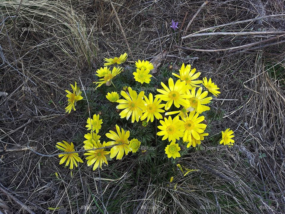 Adonis vernalis