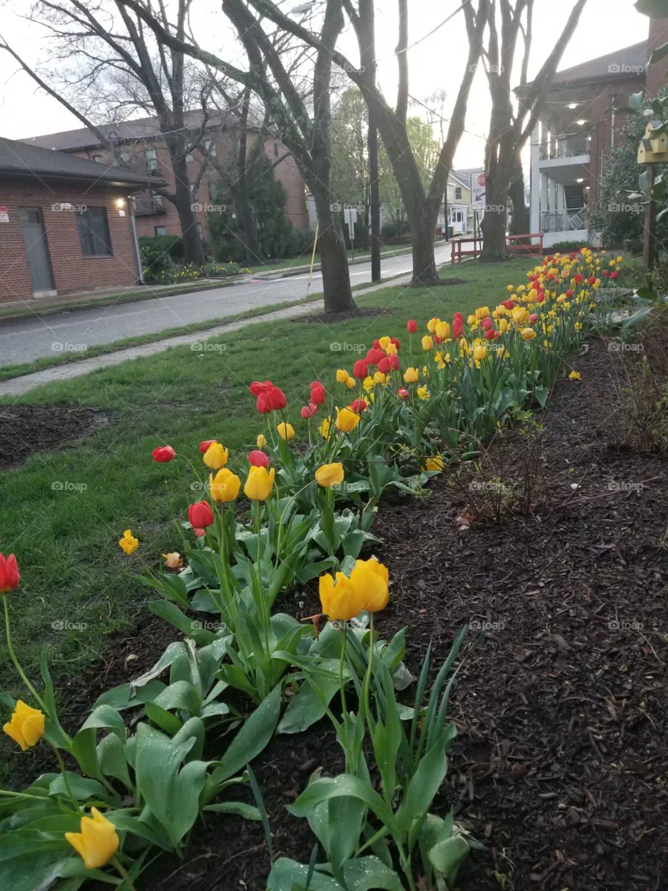Flowers
