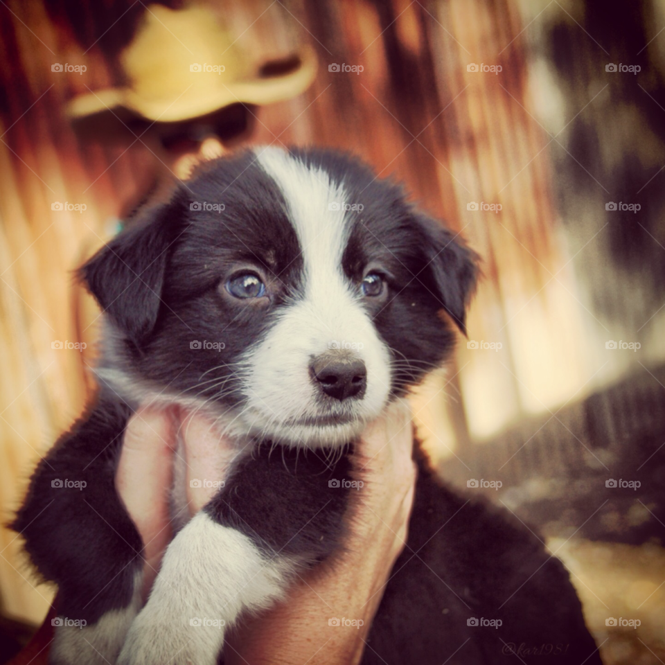 dog cute puppy border collie by kar1981